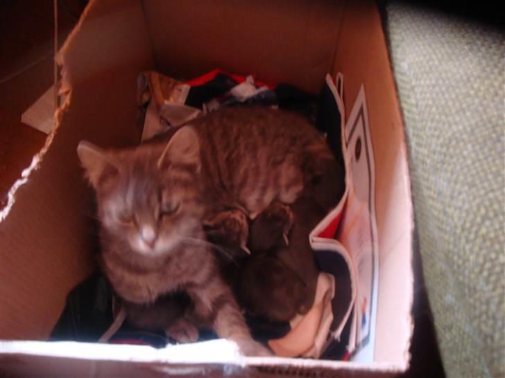 Huskat misse - Misse ved juletid...har hun fået for meget and? billede 5