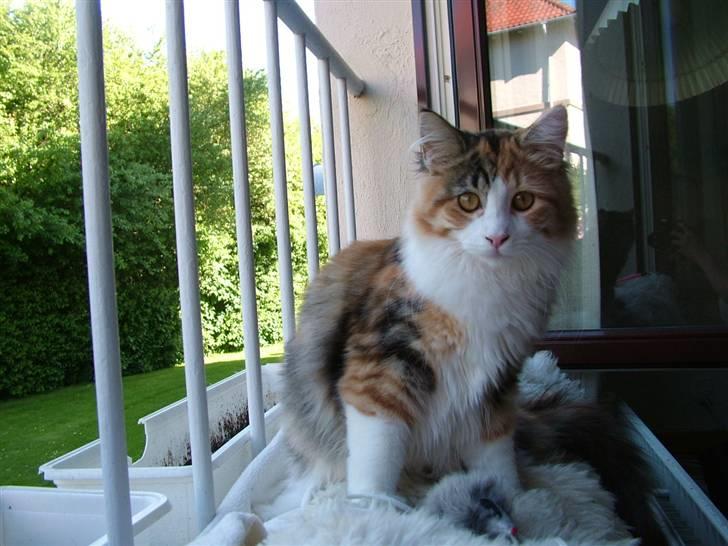 Maine Coon Delhi - Hey mamma<3 <3 <3 billede 1