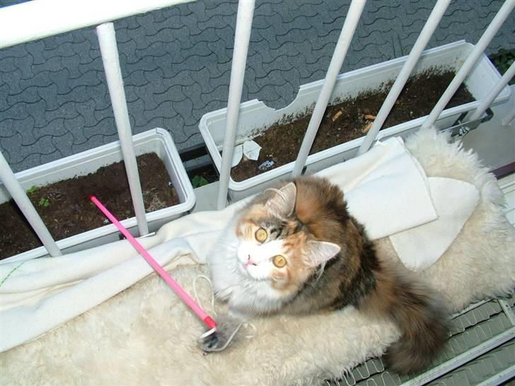 Maine Coon Delhi - Halløjsa:o))) billede 2