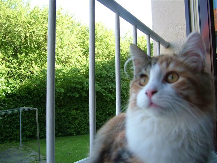 Maine Coon Delhi - Hygge på den franske altan billede 3