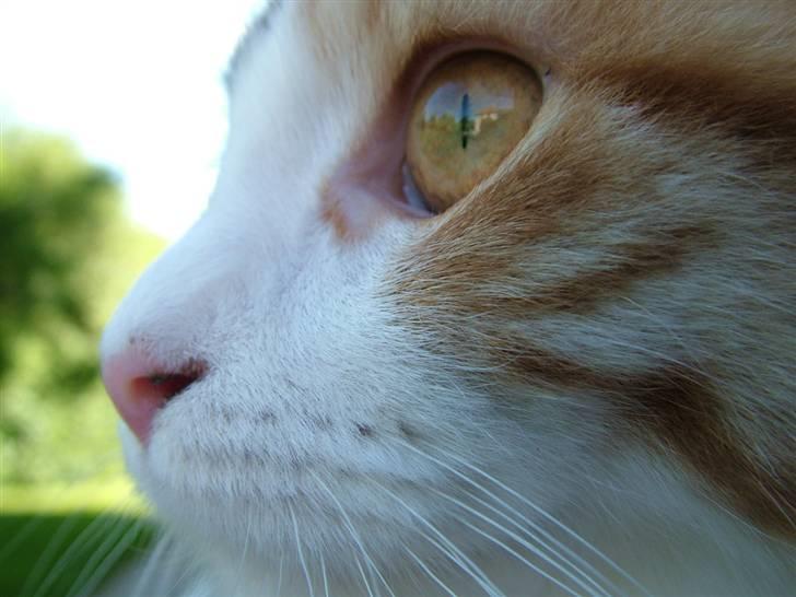 Maine Coon Delhi - Smukke Delhi billede 4