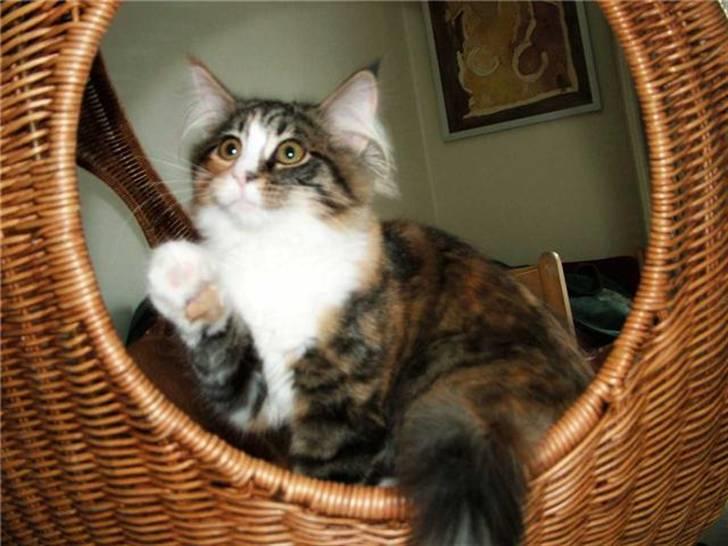 Norsk Skovkat Maggie - Howdy Mamma:o))) billede 1