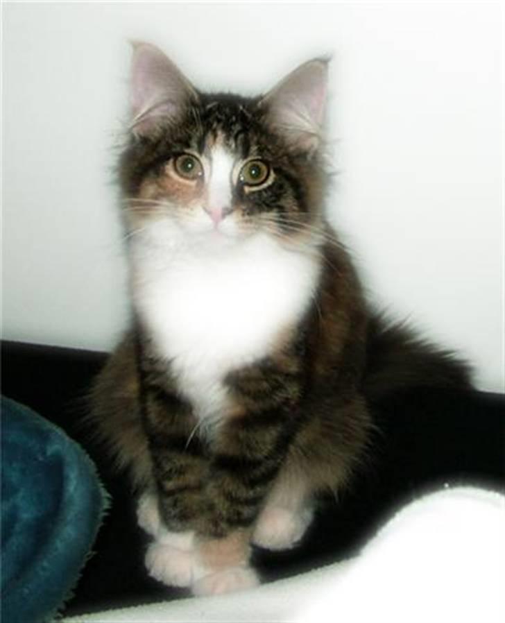 Norsk Skovkat Maggie - Dejlige mis<3 billede 3