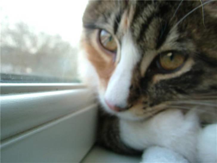 Norsk Skovkat Maggie - Er hun ikke bare dejlig!?  billede 4