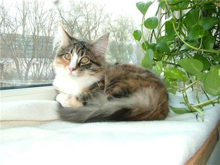 Norsk Skovkat Maggie - Hygge i karmen billede 5