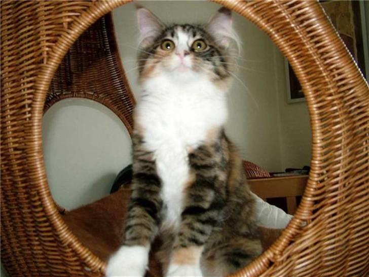 Norsk Skovkat Maggie - Leg i kurvestolen billede 7