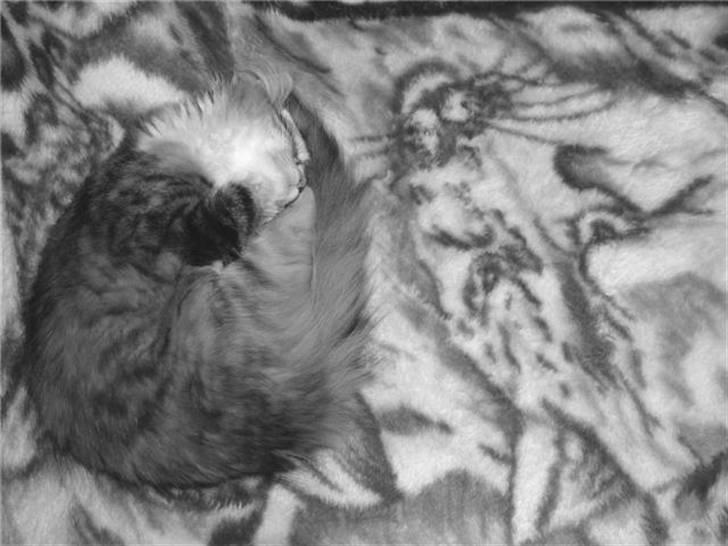 Norsk Skovkat Maggie - En skøn lur på løvetæppet billede 8