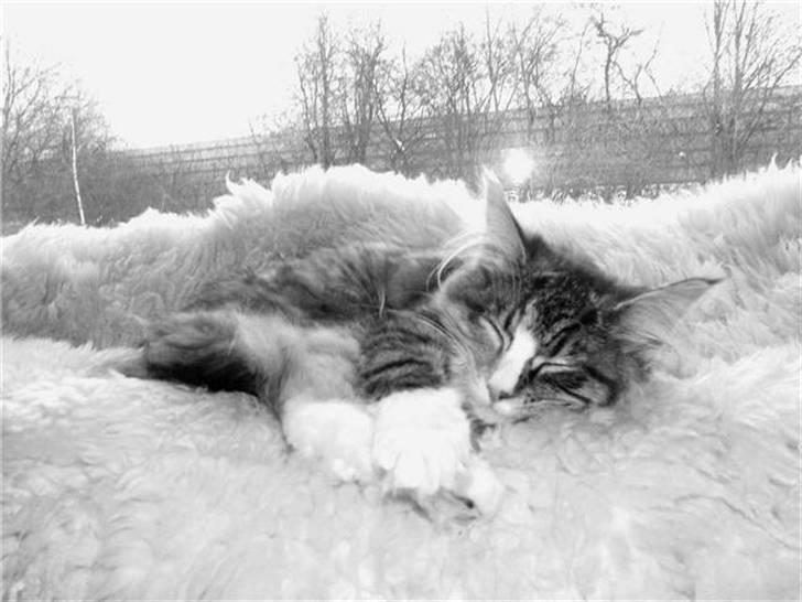 Norsk Skovkat Maggie - Sovetrynen indtar´ vindueskarmen billede 9