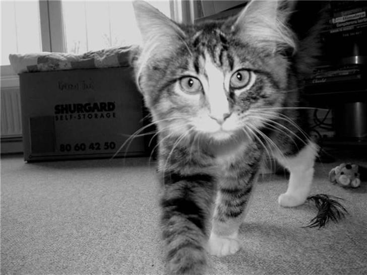 Norsk Skovkat Maggie - Halløjsa til fotografen billede 11