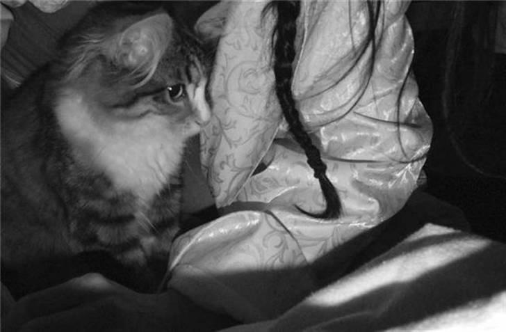 Norsk Skovkat Maggie - Maggie i Mamma´s favn<3 <3 <3 billede 12