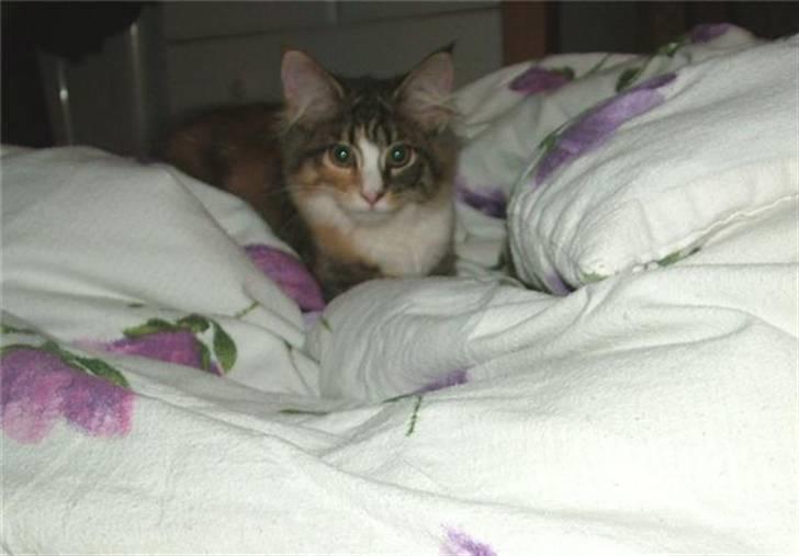 Norsk Skovkat Maggie - Hygge i dynerne billede 13