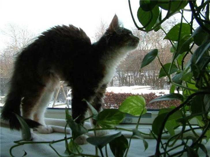 Norsk Skovkat Maggie - Gooooodmoooorning´s :o))) billede 14