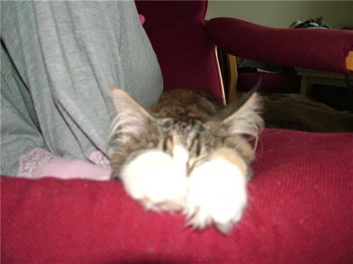 Norsk Skovkat Maggie - Min nuttede Maggie flader ud:o) billede 15