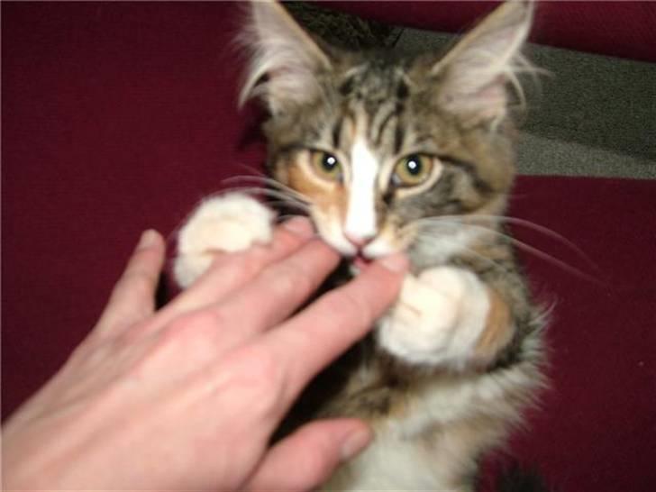 Norsk Skovkat Maggie - Frække misser;o) billede 16