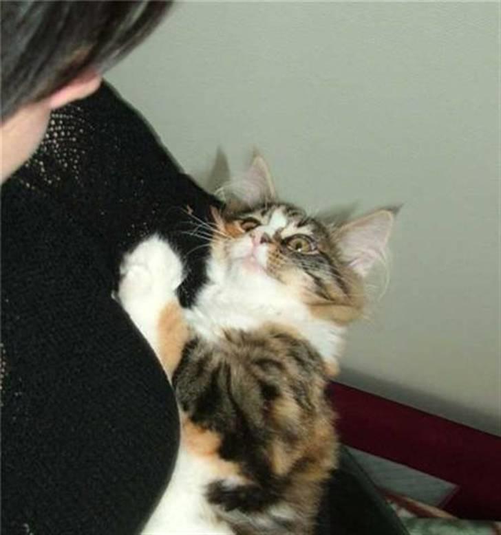 Norsk Skovkat Maggie - Hey mamma<3 <3 <3 billede 17