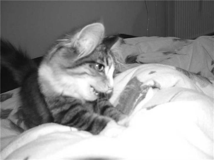 Norsk Skovkat Maggie - Leg i dynerne:o) billede 18