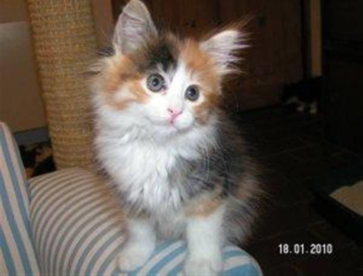 Maine Coon Delhi - billed fra opdrætter billede 5