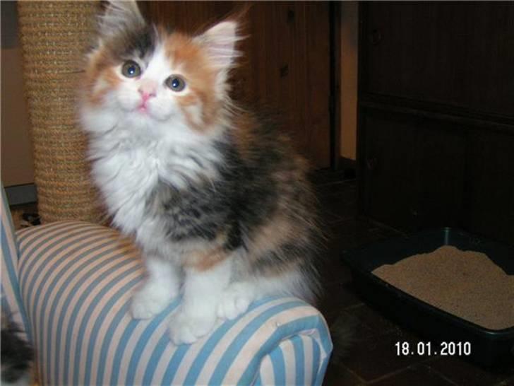 Maine Coon Delhi - billed fra opdrætter billede 6