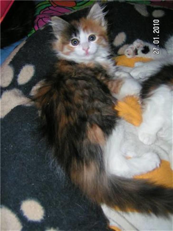 Maine Coon Delhi - billed fra opdrætter billede 7