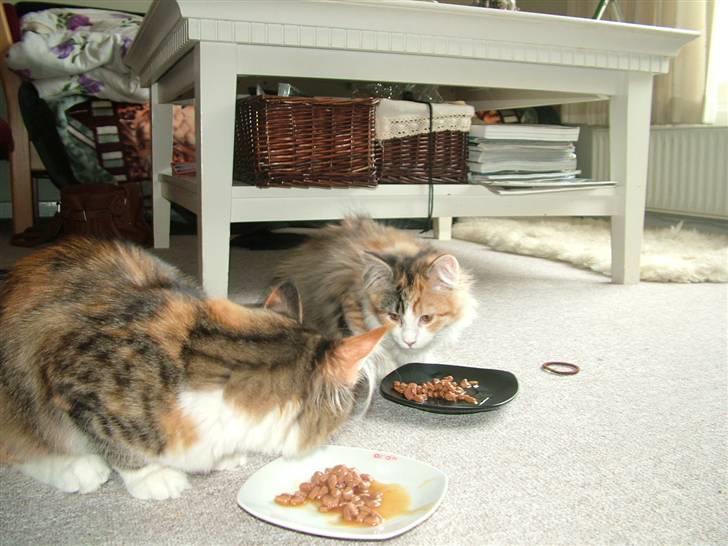 Maine Coon Delhi - Delhi og Maggies første møde billede 8