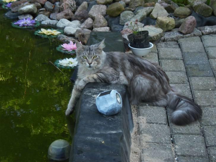 Maine Coon nemo billede 1