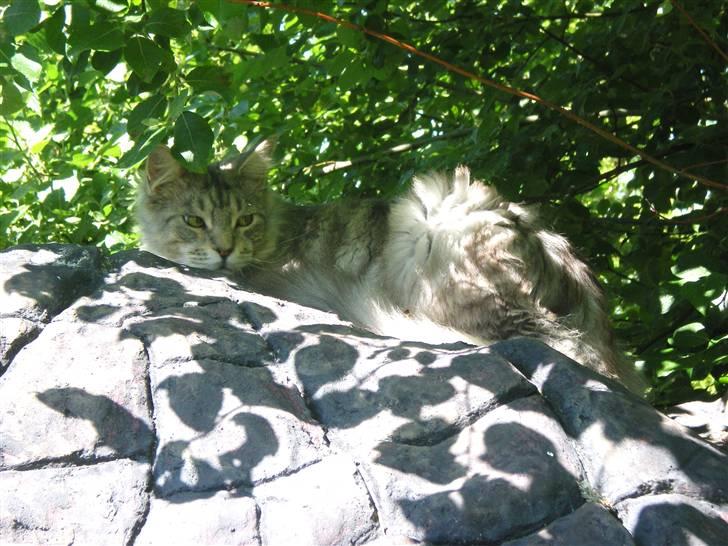 Maine Coon nemo billede 2