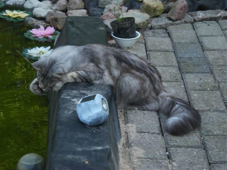 Maine Coon nemo billede 3