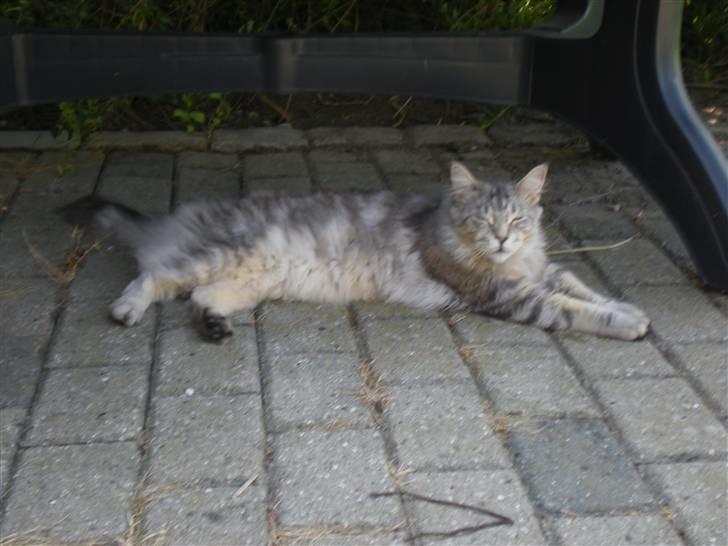 Maine Coon nemo billede 4