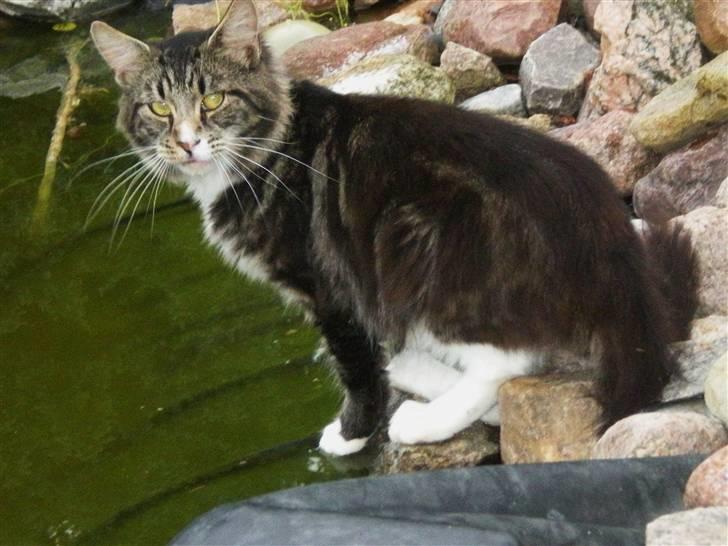 Maine Coon nicko billede 4