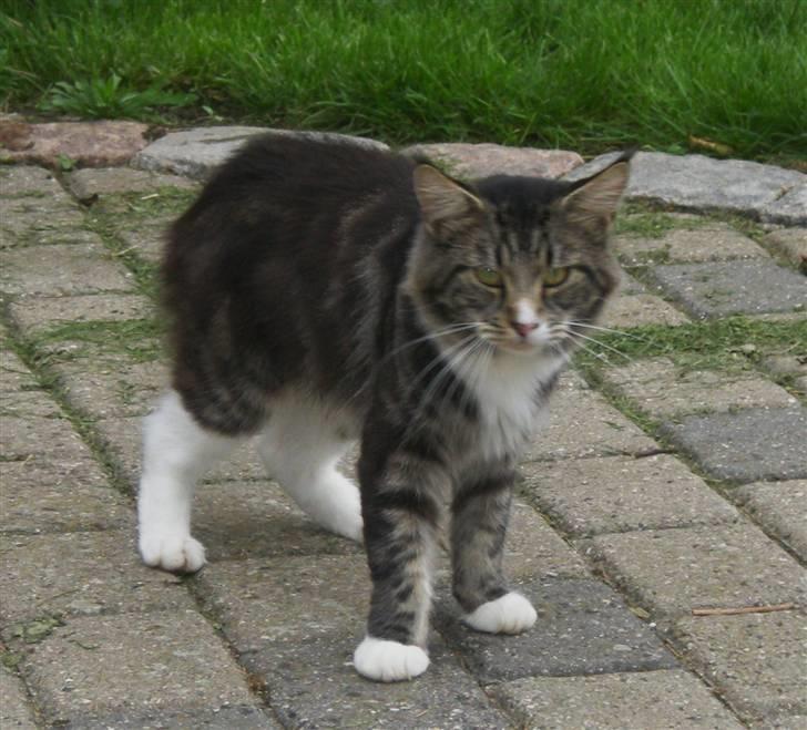 Maine Coon nicko billede 5