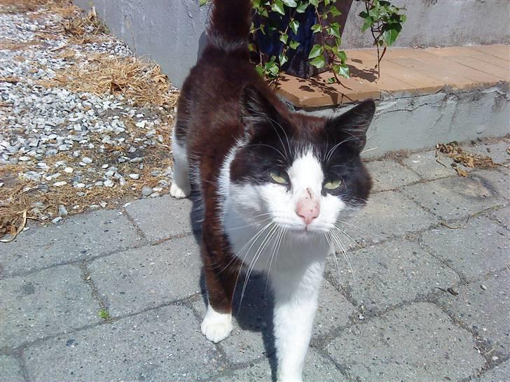 Huskat Nelson - Velkommen til Nelsons profil (= billede 1