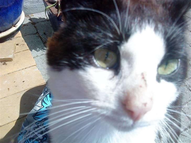 Huskat Nelson - Opmærksomhed, tak! Ellers bare lidt mad... billede 2