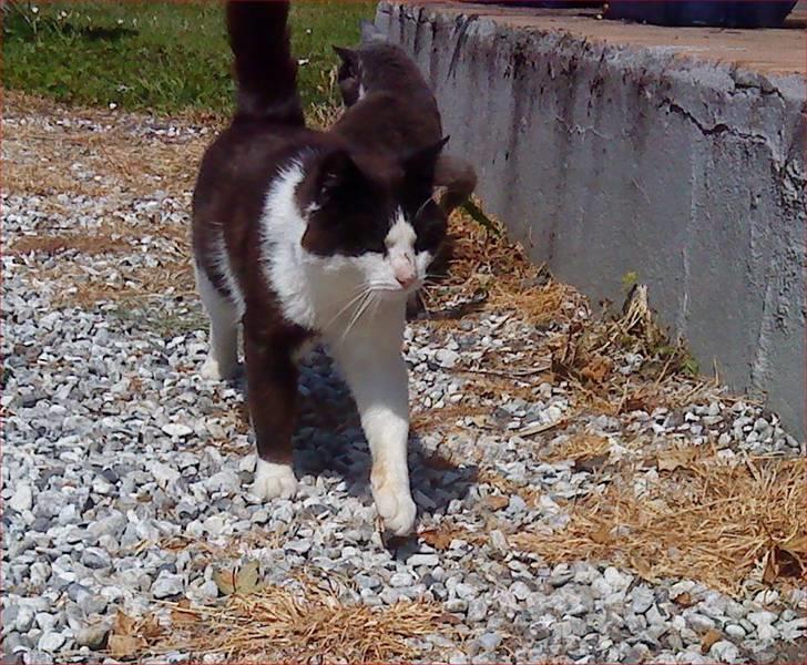 Huskat Nelson - Smuk som han er (= billede 3