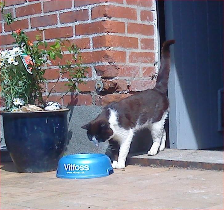 Huskat Nelson - Nelson kan bestemt godt lide at spise (= billede 4