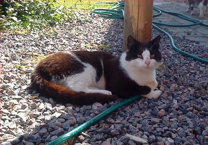 Huskat Nelson - Afslapning i skyggen (= billede 5