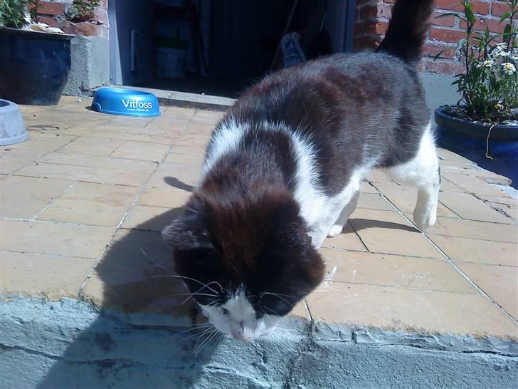 Huskat Nelson - Hvad er det?.. billede 6