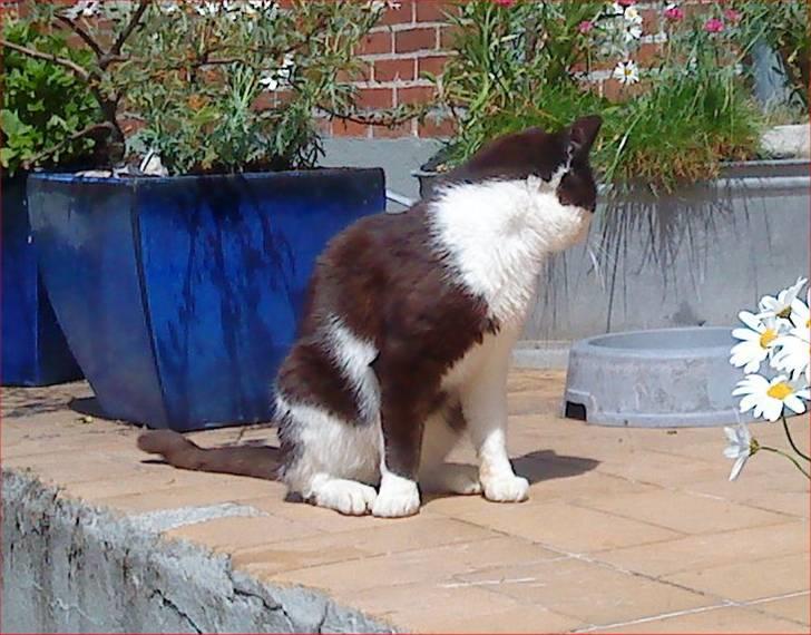 Huskat Nelson - Ved du hvad, jeg har ikke lige tid til at blive fotograferet - jeg skal lige spise lidt... billede 7