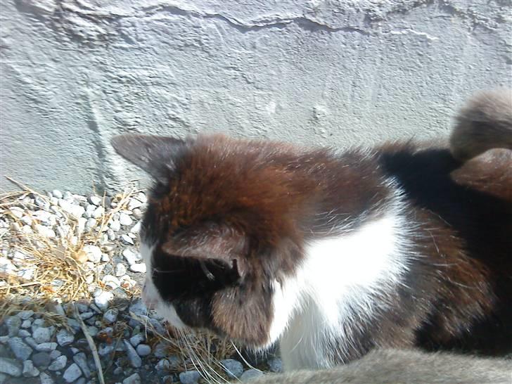 Huskat Nelson billede 8