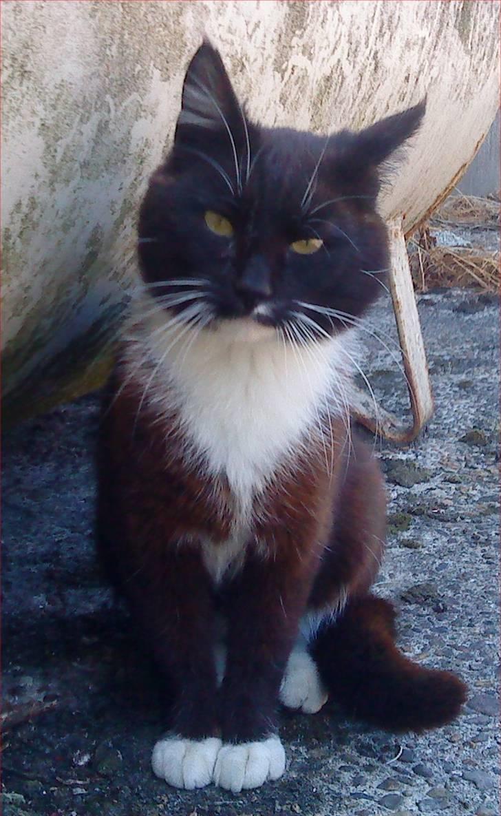 Huskat Napoleon billede 1