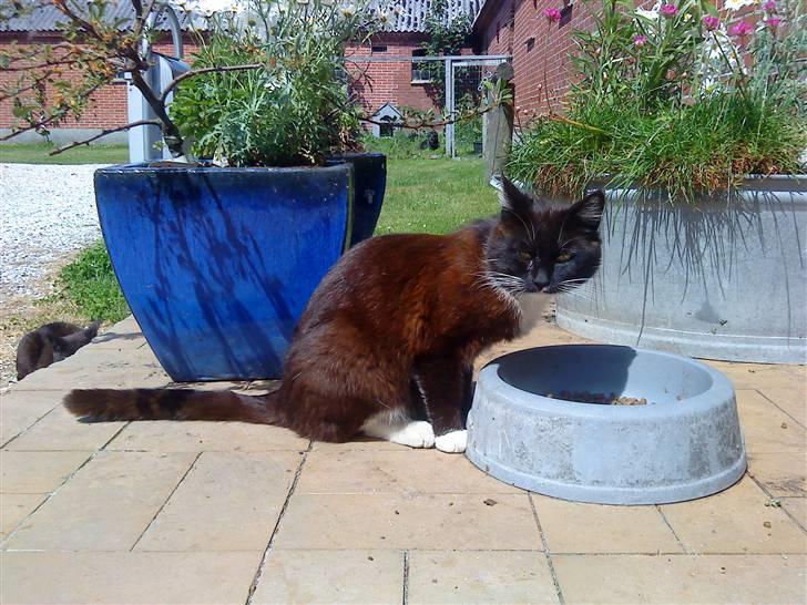 Huskat Napoleon billede 2