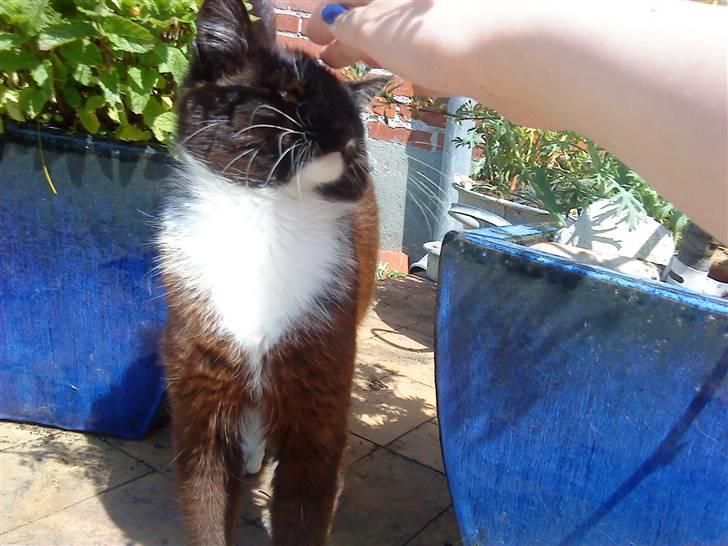 Huskat Napoleon billede 3