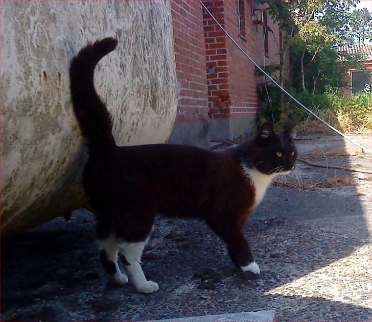 Huskat Napoleon billede 4