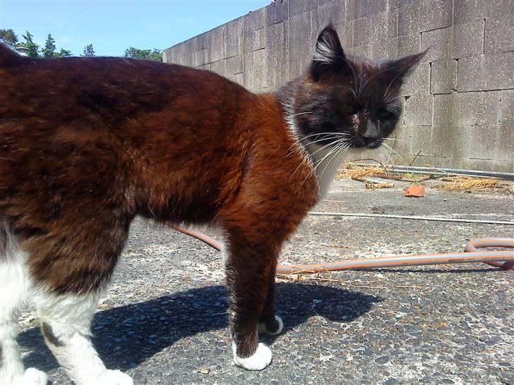 Huskat Napoleon billede 5