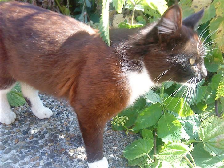 Huskat Napoleon billede 6