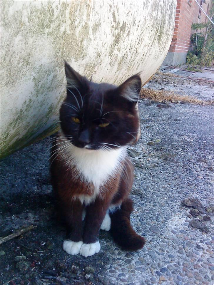 Huskat Napoleon billede 7