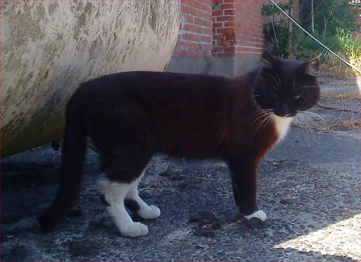 Huskat Napoleon billede 8