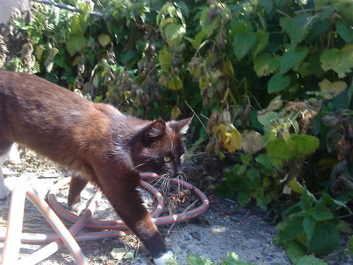 Huskat Napoleon billede 9