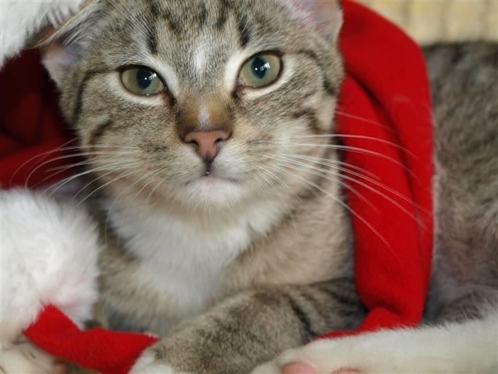 Blanding af racer Oliver - Hej med jer, velkommen til min profil, håber i er klar til at lege julekat med mig;D billede 1