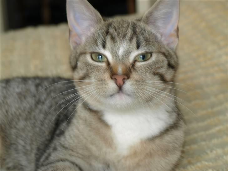 Blanding af racer Oliver billede 2