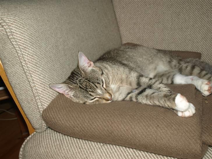 Blanding af racer Oliver billede 3